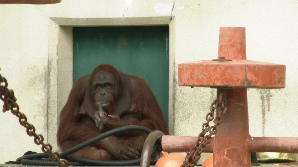 オランウータン-円山動物園
