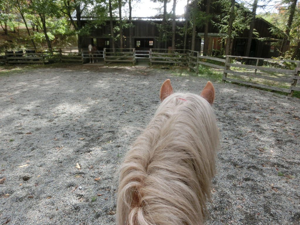 クイーンズメドウ-馬