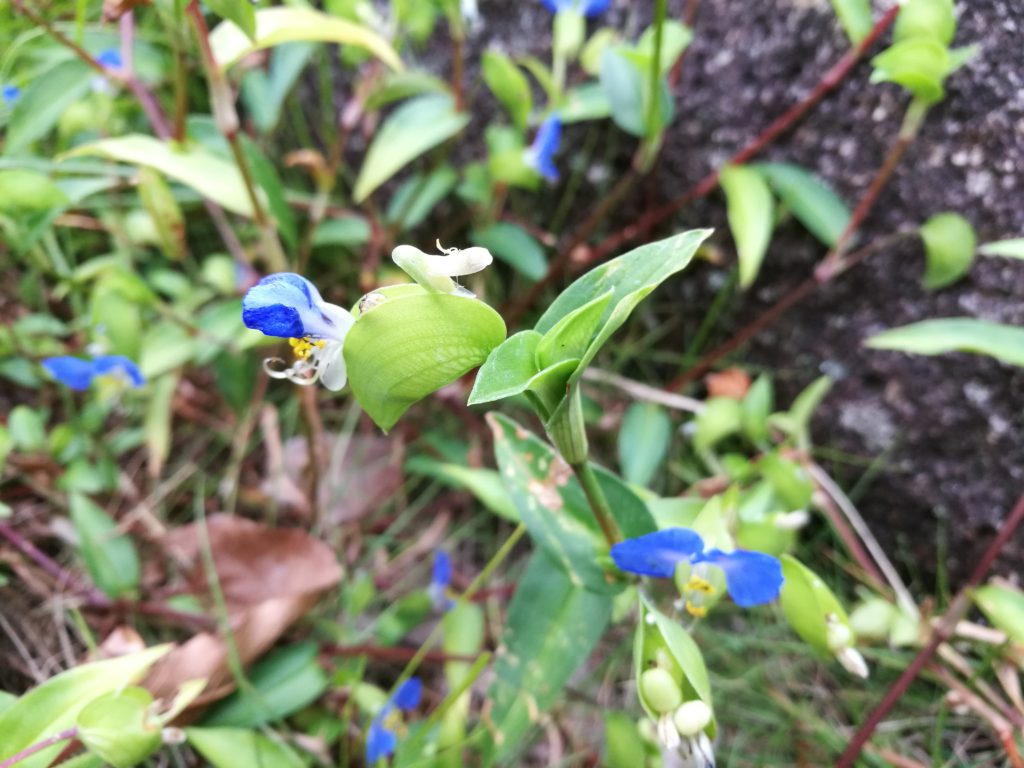 露草