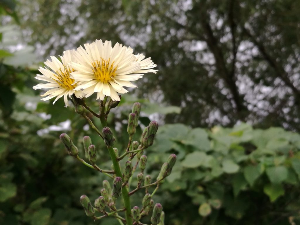 野菊