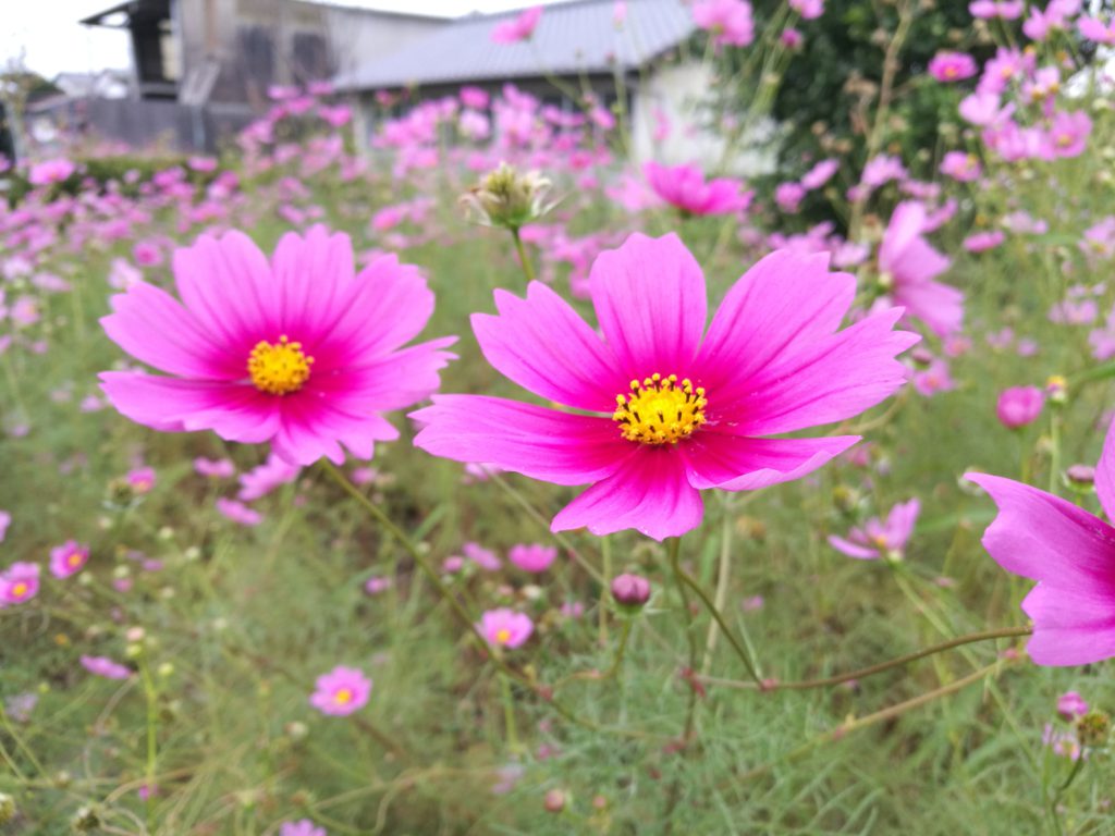 秋桜