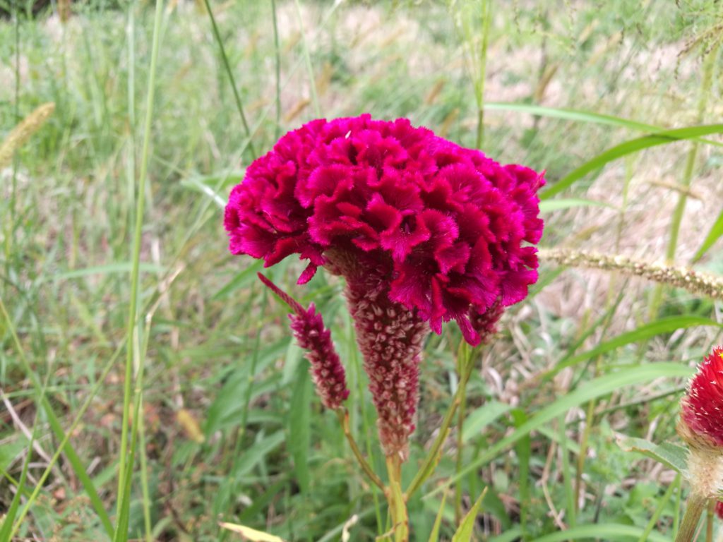 鶏頭花
