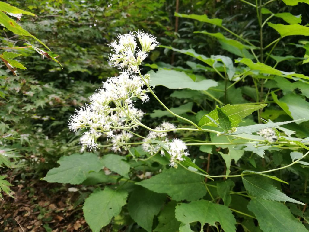 仙人草