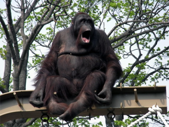 オランウータン-円山動物園
