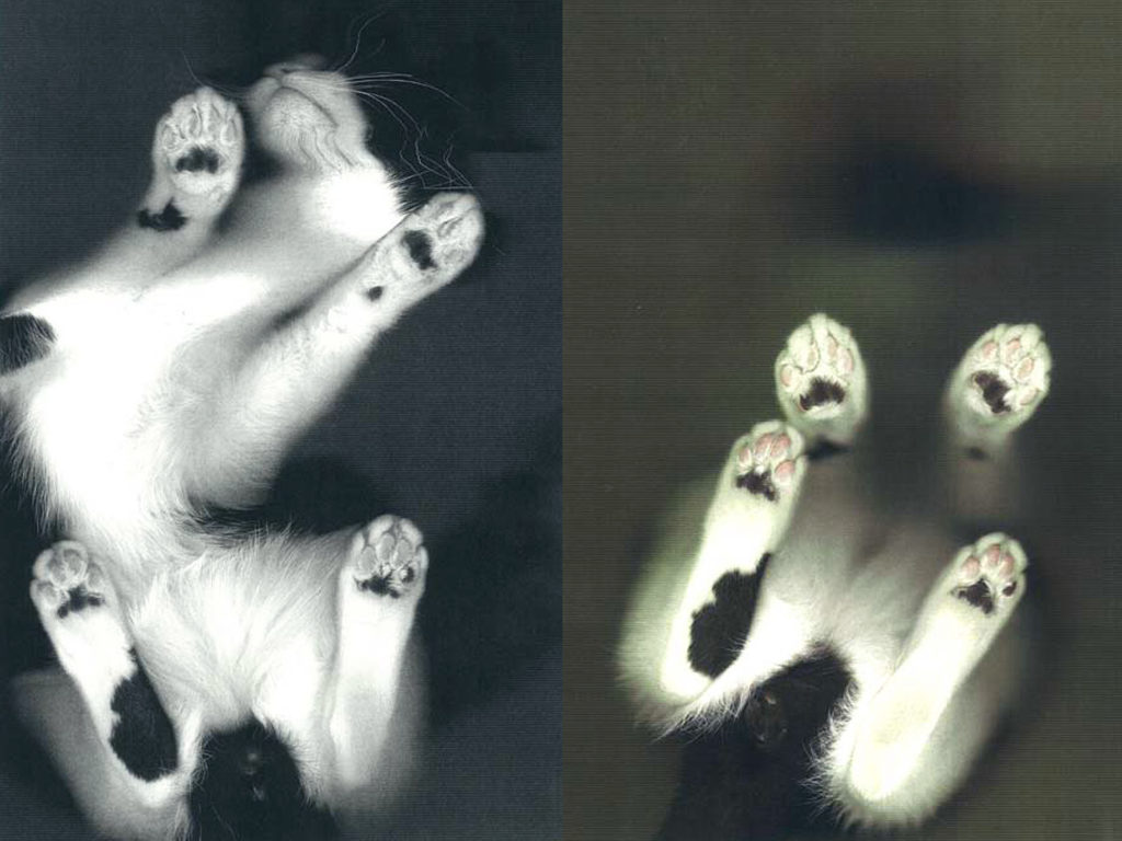 猫 cat コピー いたずら