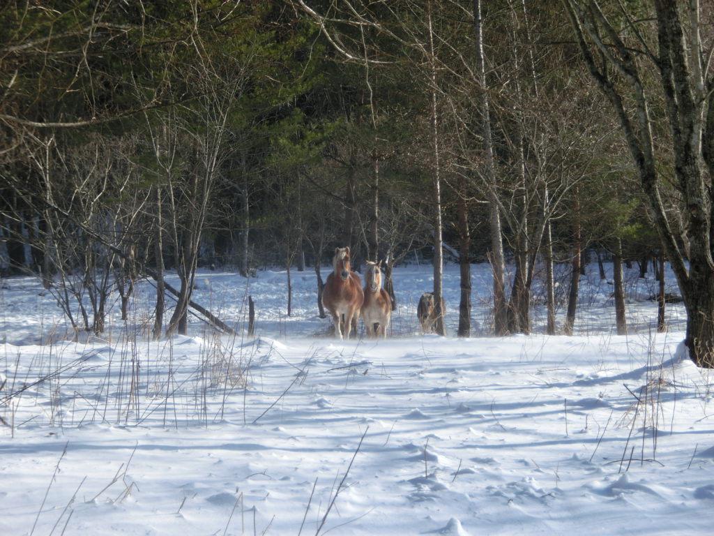 雪原を走る馬