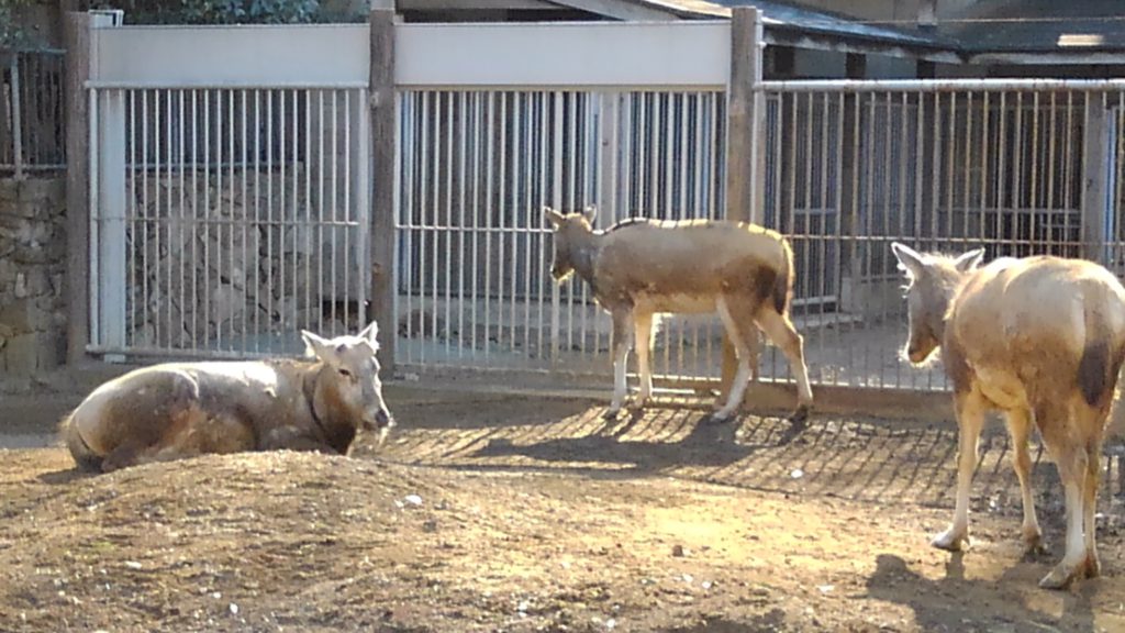 多摩動物公園のシフゾウ