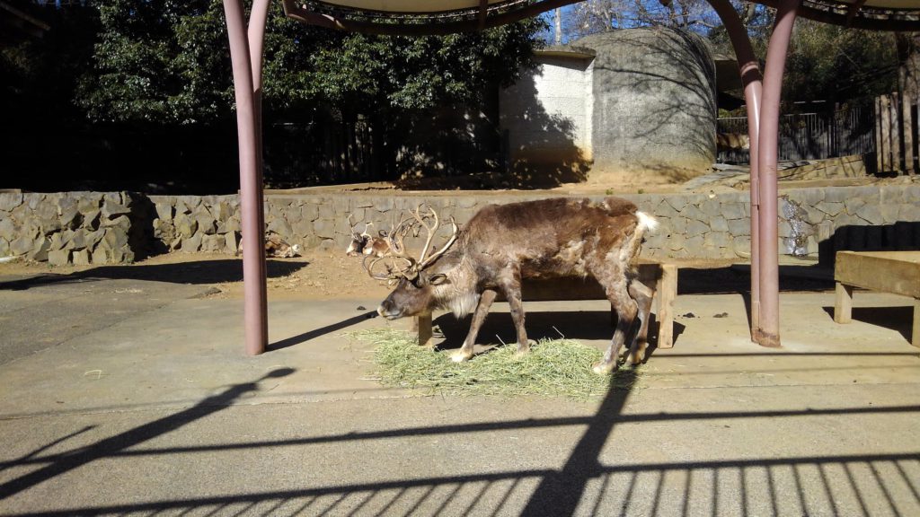 多摩動物公園の馴鹿
