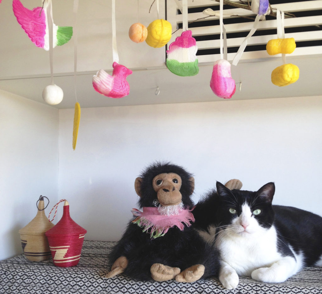 猫とぬいぐるみ
