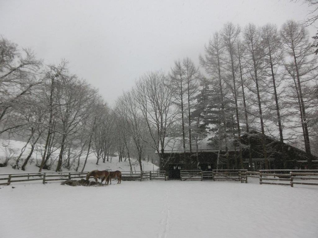 遠野の雪