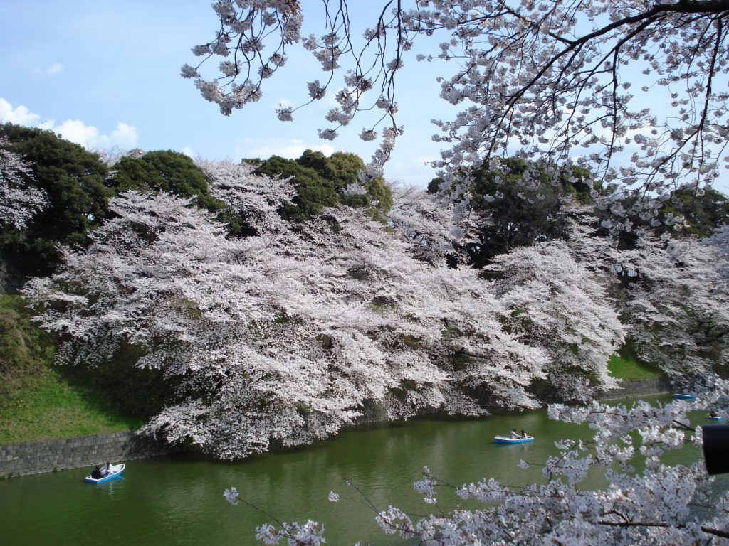 桜