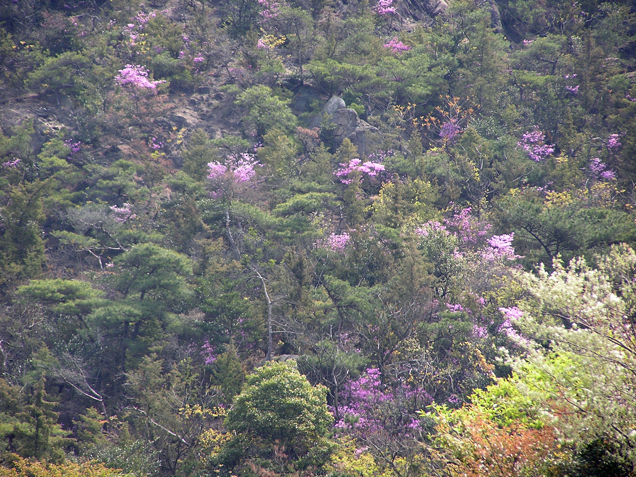 讃岐