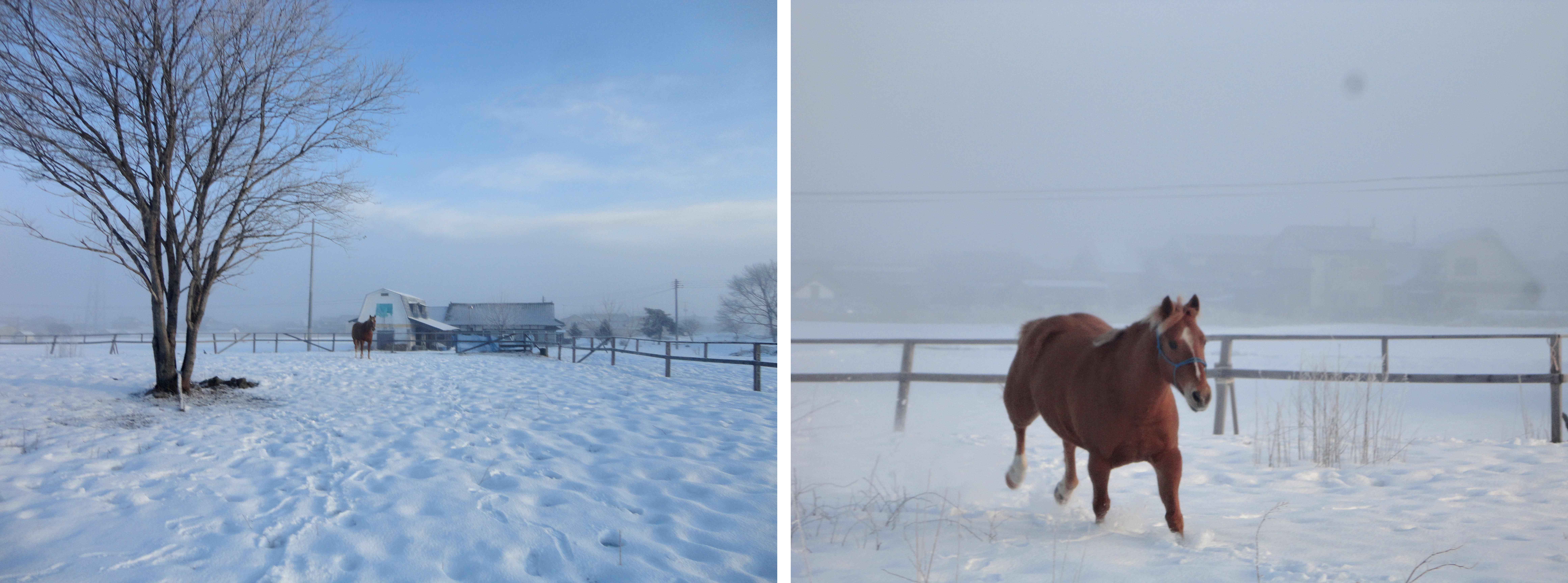 雪原を駆ける馬