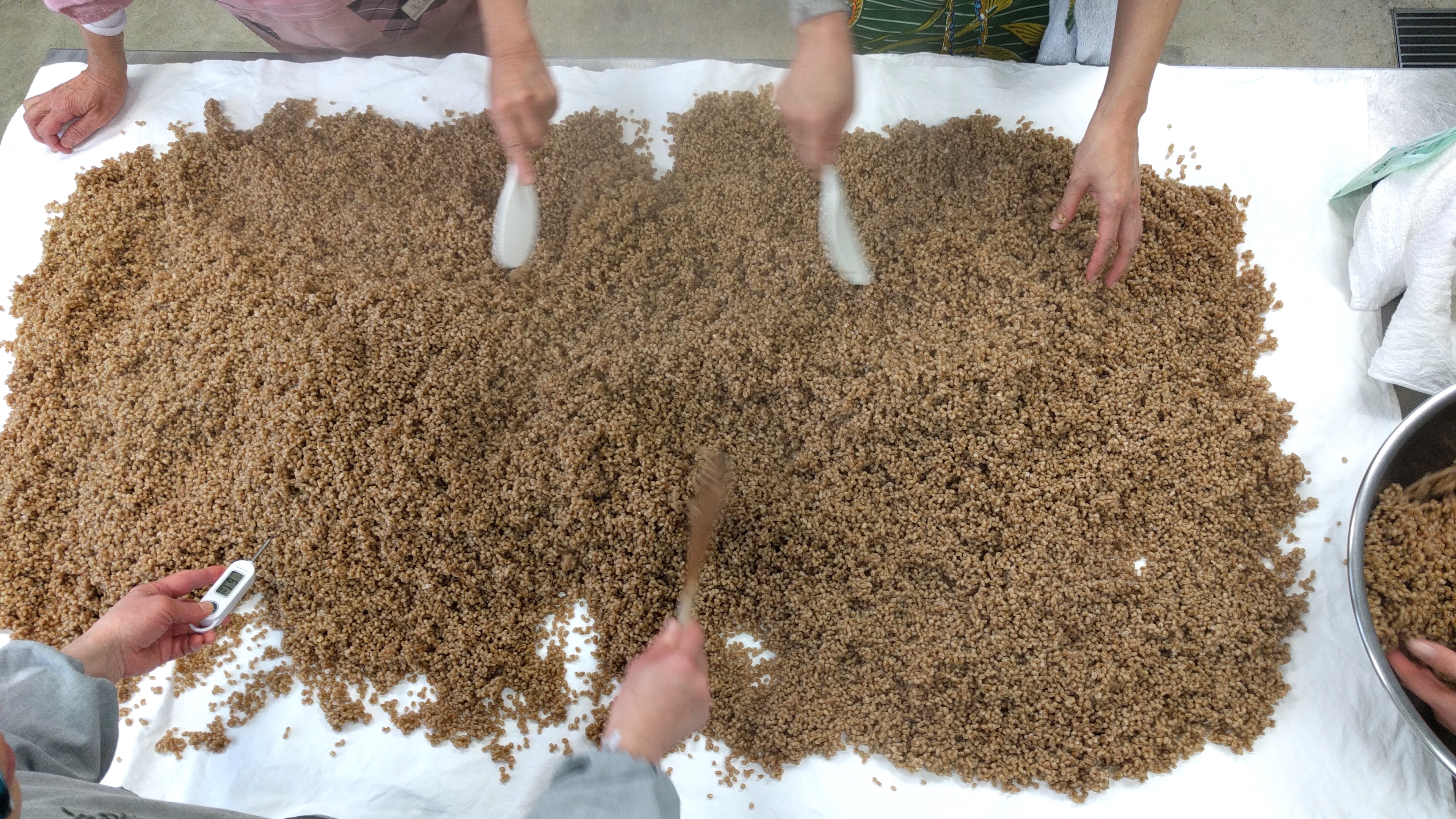 麦へ麹菌をふる