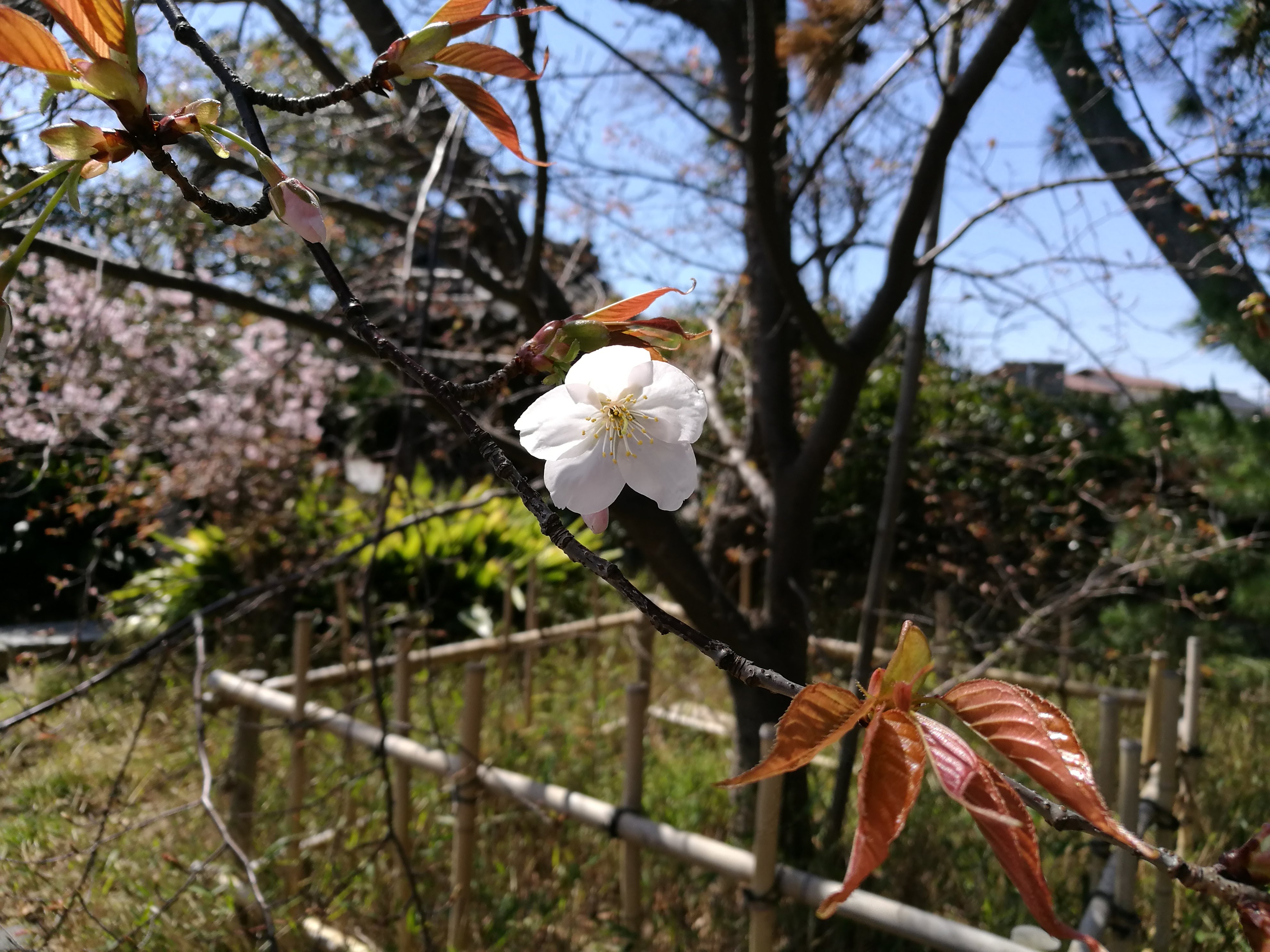 蒲神明宮のカバザクラ