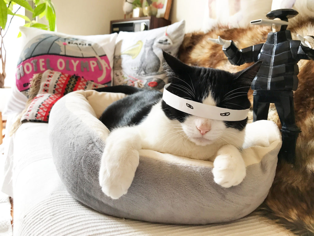 永田花ハチワレ猫白黒cat目隠し