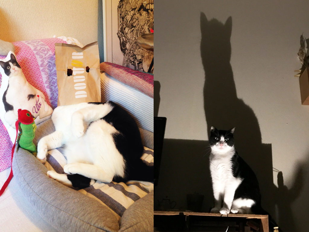 永田花ハチワレ猫紙袋をかぶる猫Cat to wear a paper bag