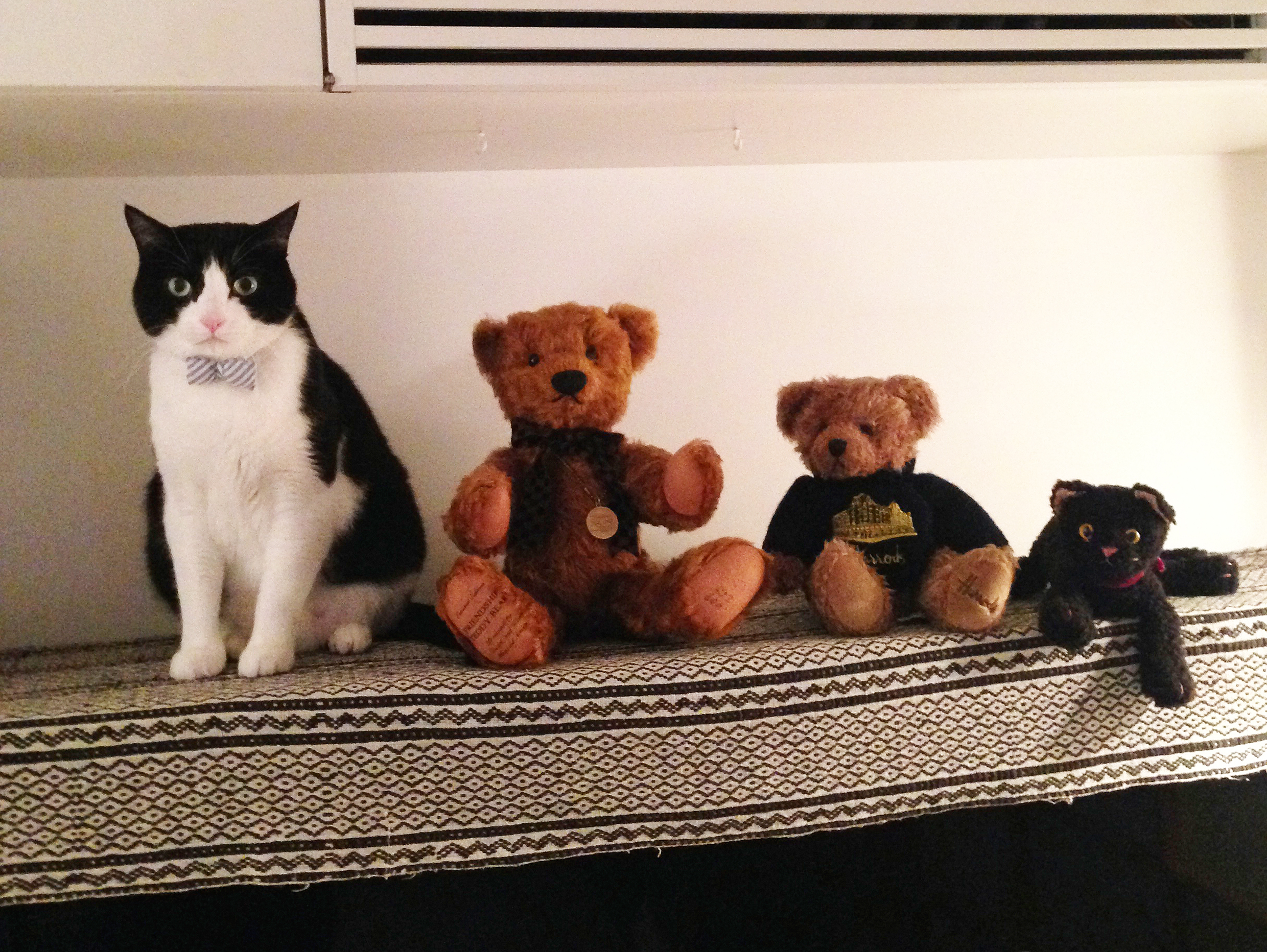 gato y oso