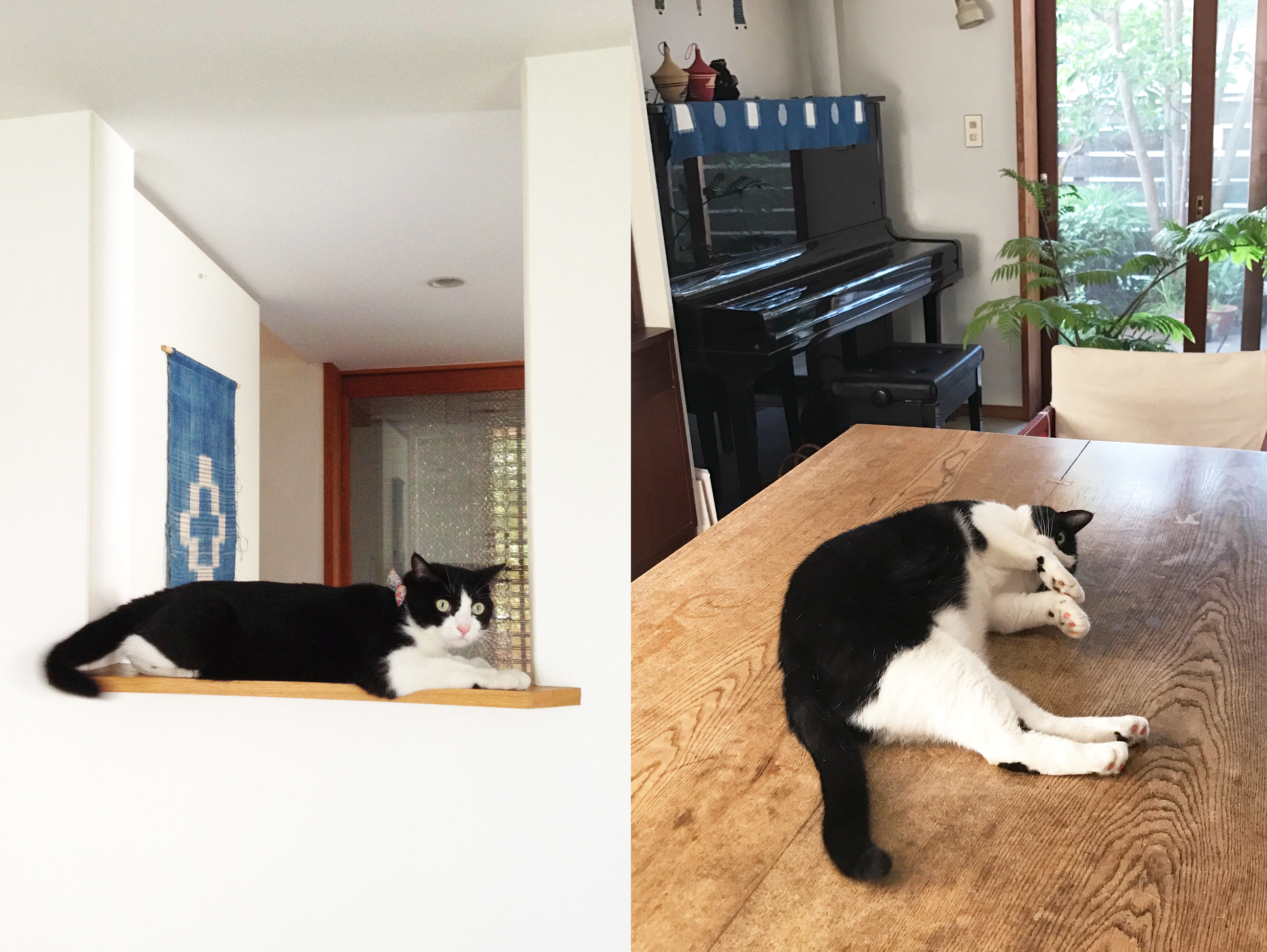 el gato acostado