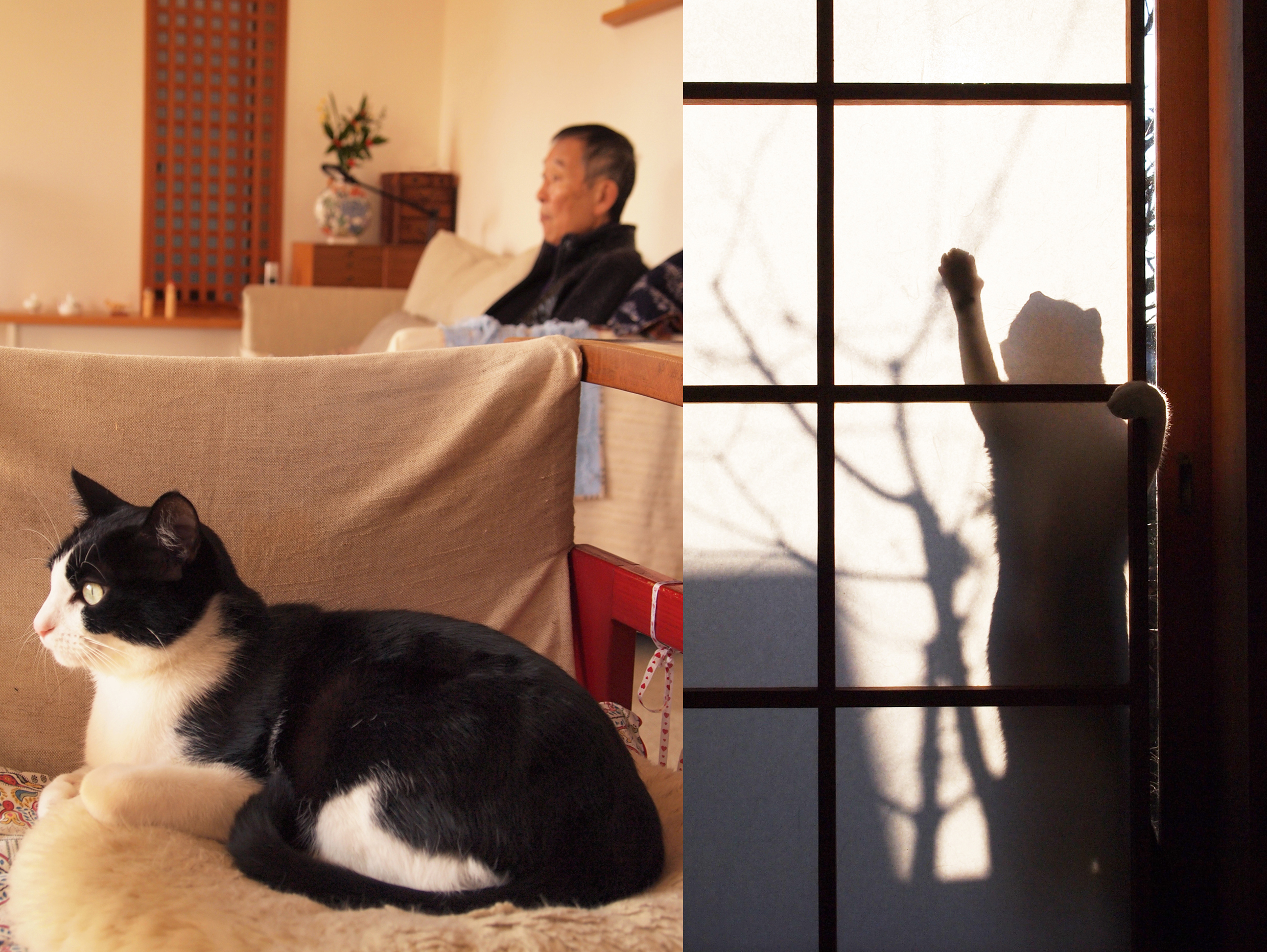 el arquitecto y el gato