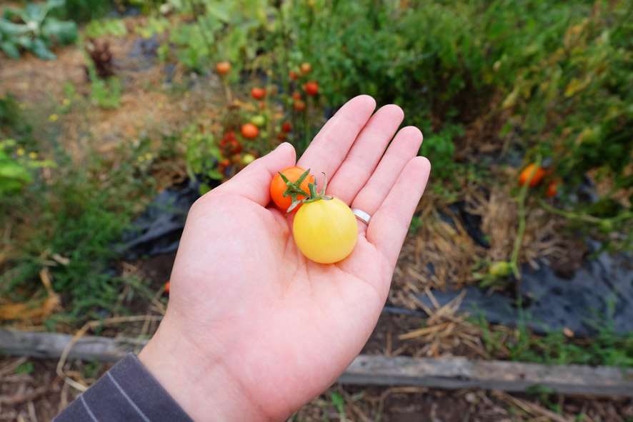P-Patch Community Gardening