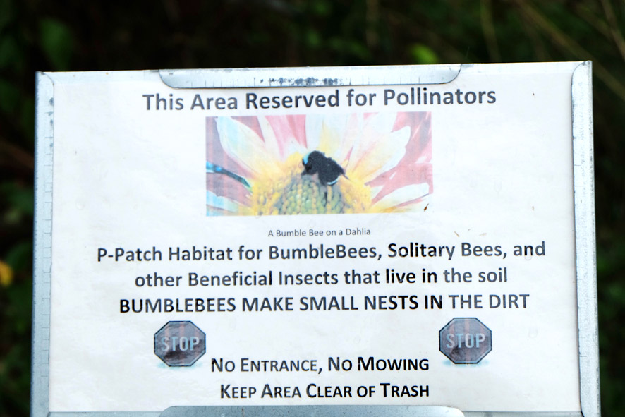 Picardo Farm P-Patch Pollinators garden