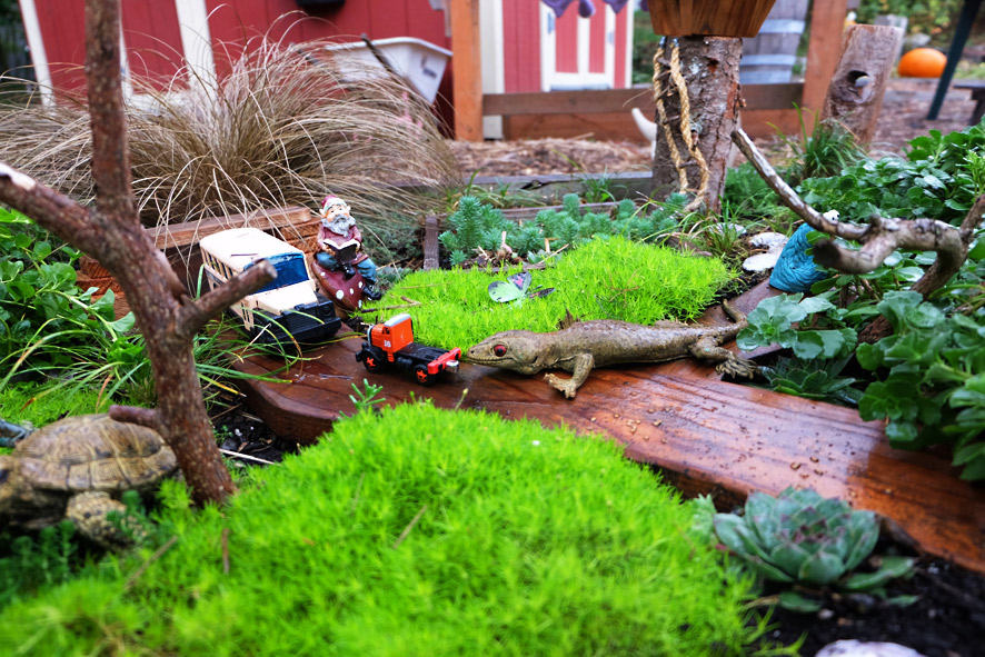 P-Patch Community Gardening; Seattle Department of Neighborhoods 箱庭のおばけカボチャ