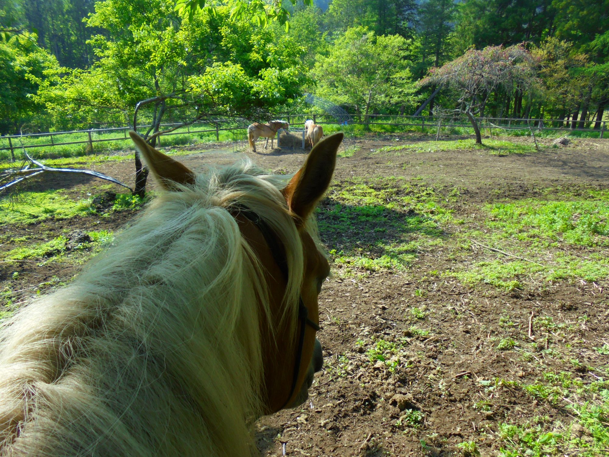 遠野の馬