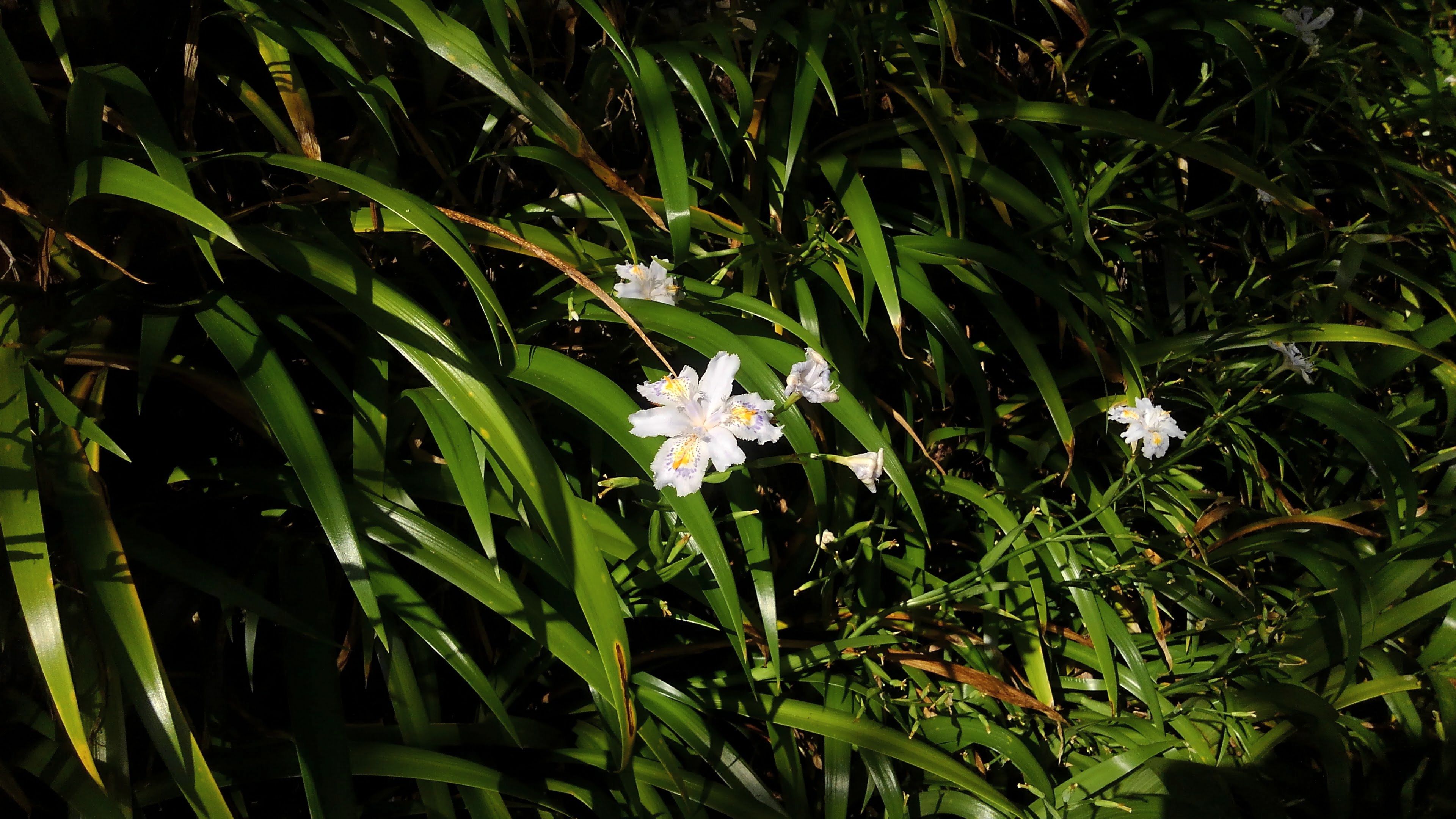 著莪の花