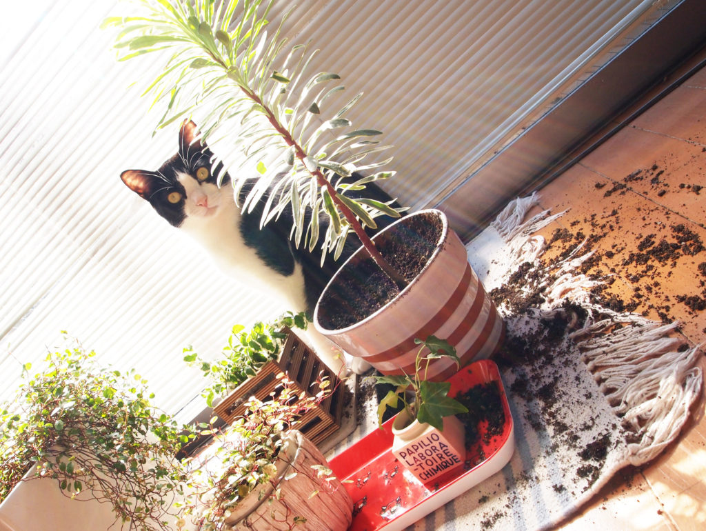 鉢植えを掘り返しといて我関せずの顔のハチワレ猫