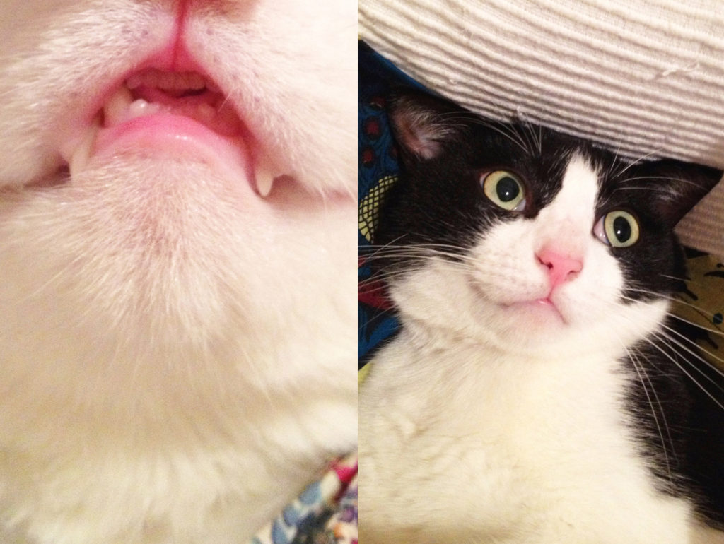 猫の口元のどアップと瞬膜。ちょこっと見えるのがたまらなくカワイイ。