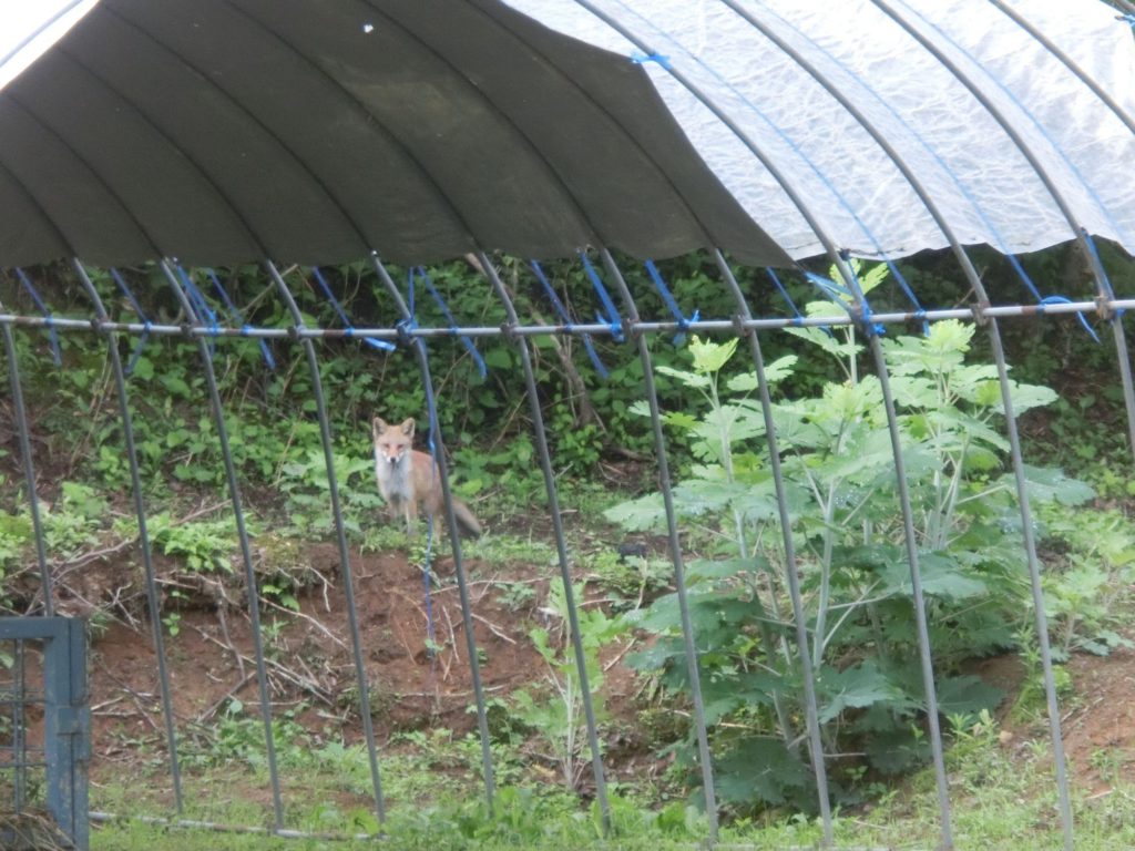 遠野の狐