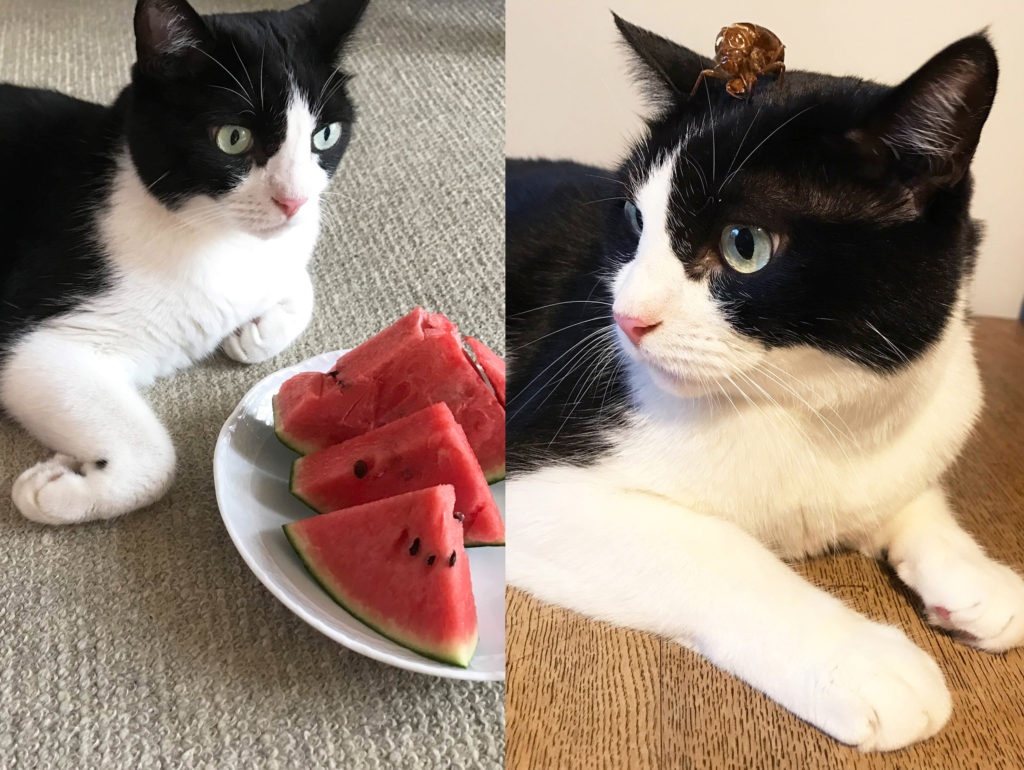 スイカと蝉の抜け殻を無視する猫
