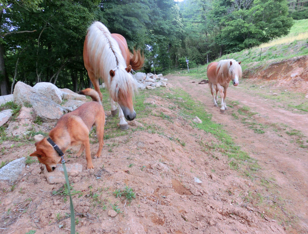 高原で犬と散歩する牡馬たち