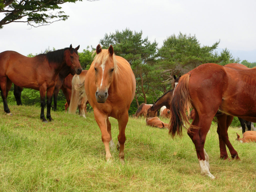 遠くに飼い主を見つけてよってくる馬