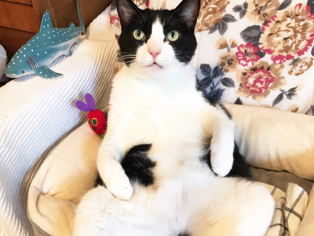 お腹を見せる猫