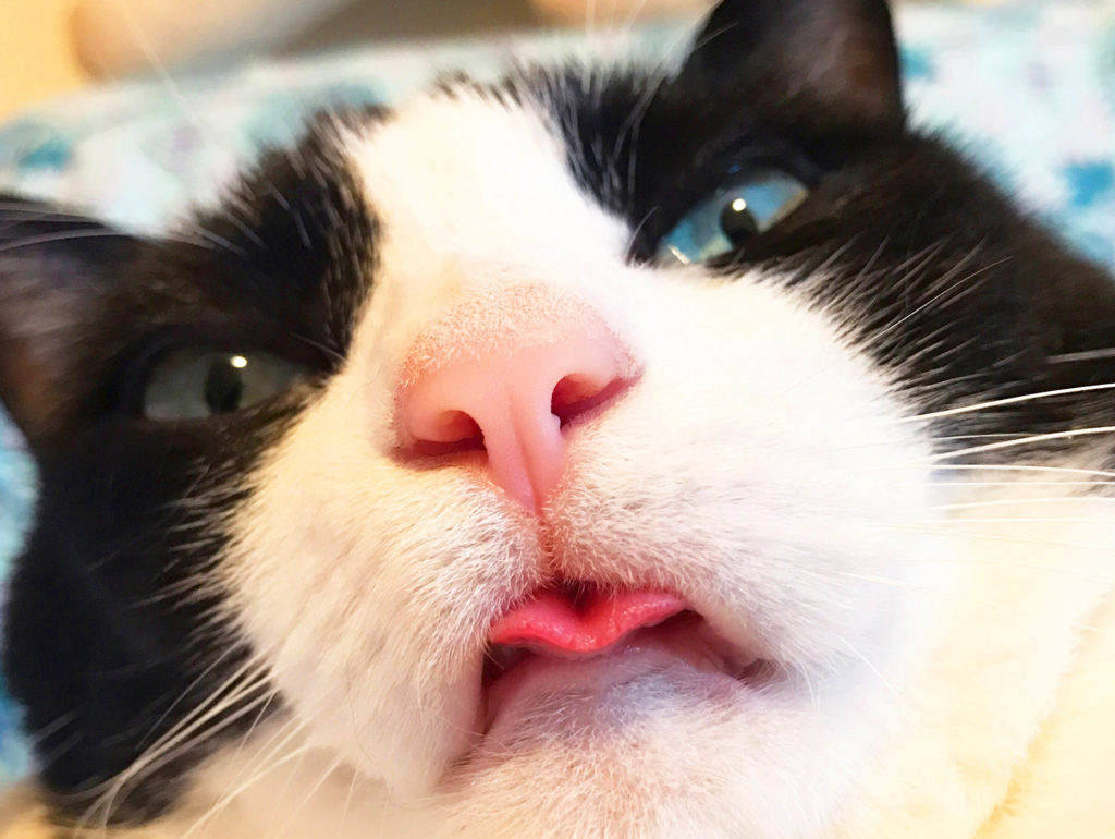 下ベロを出す猫