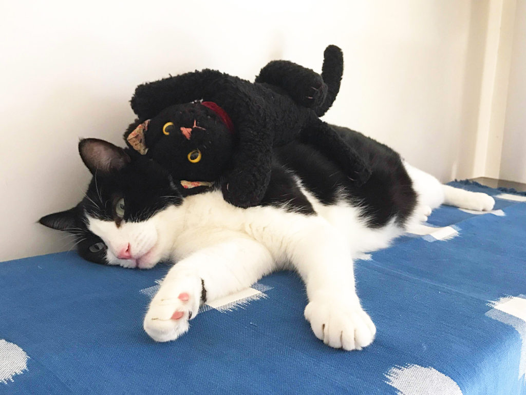 ぬいぐるみと遊ぶハチワレ猫