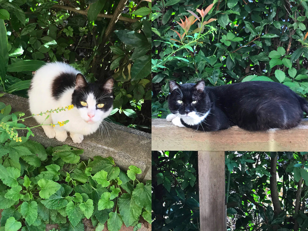 外猫のチロとクロ