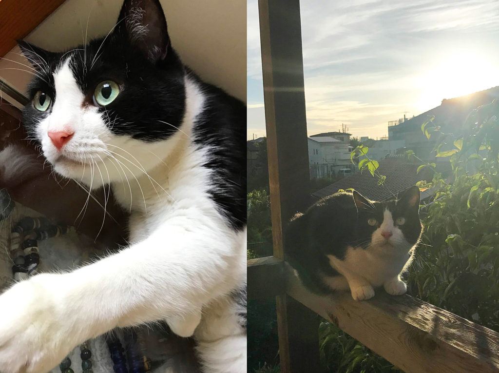 朝日を浴びる猫