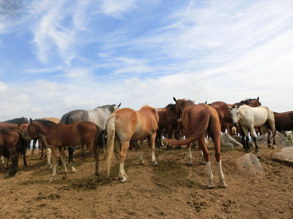 遠野の馬の群れ