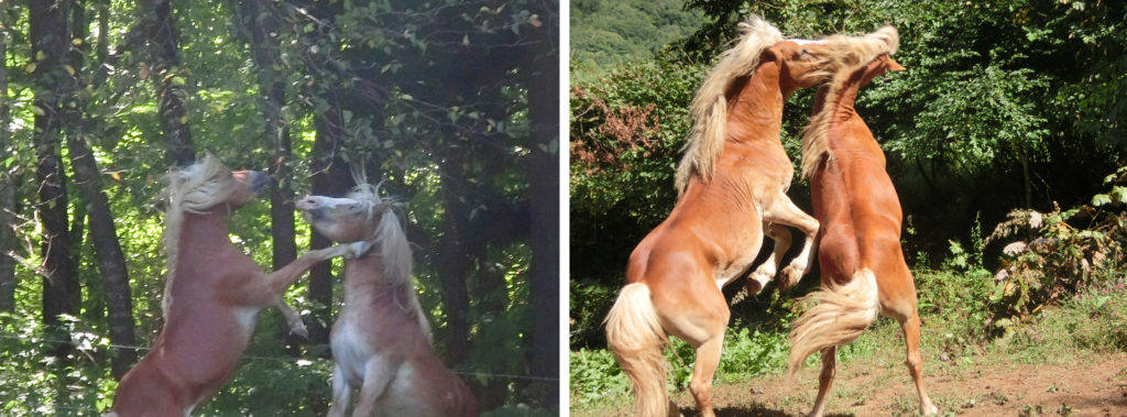 立ち上がって力を誇示する牡馬