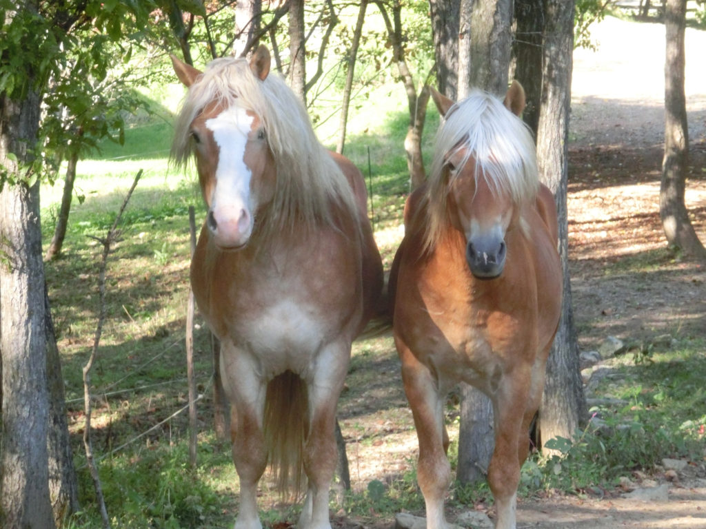遠野クィーンズメドウ・カントリーハウスの馬