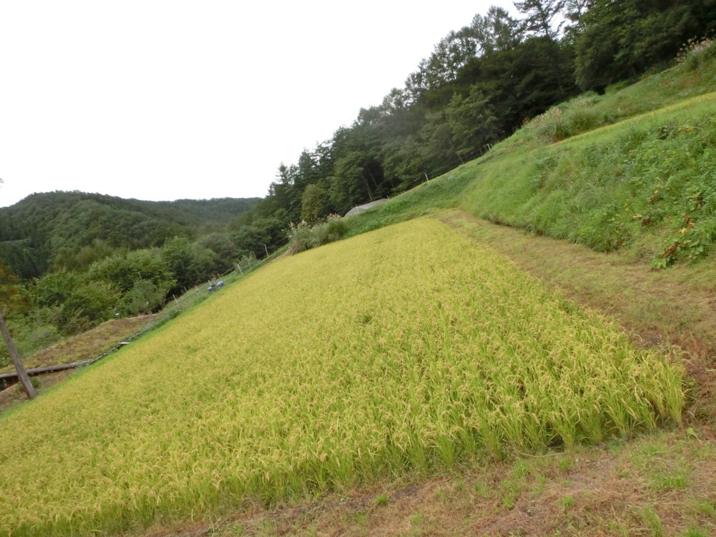 遠野の田んぼ