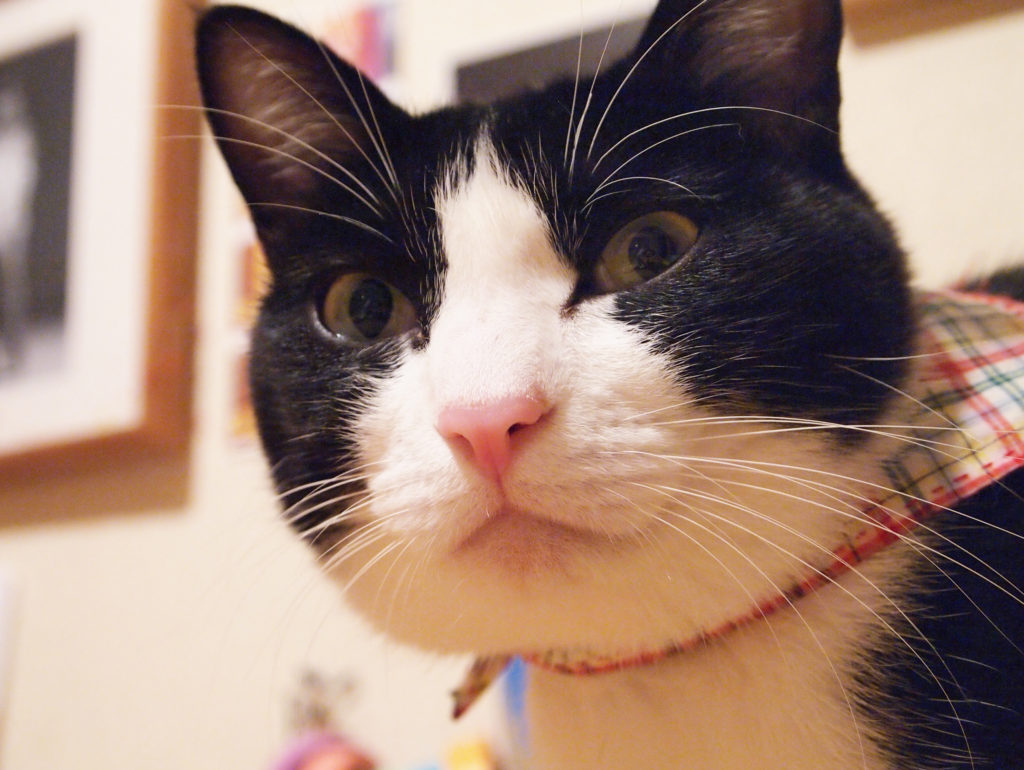 意味ありげに見つめる猫