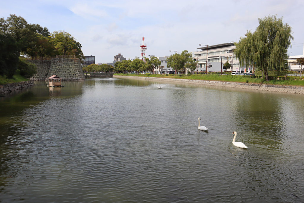 亀山公園のお堀でくつろぐ白鳥
