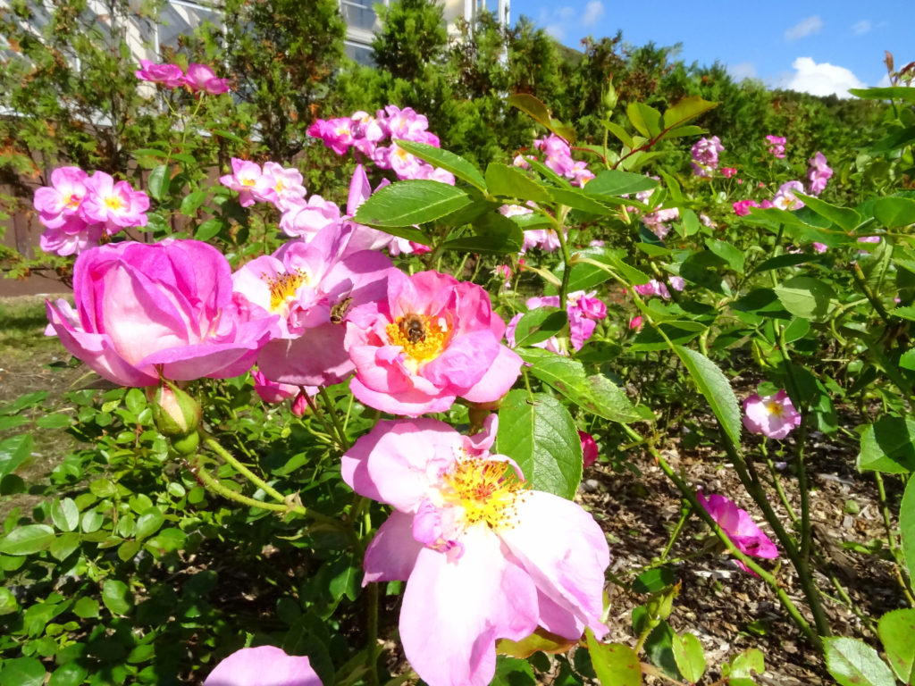 バラとみつ蜂