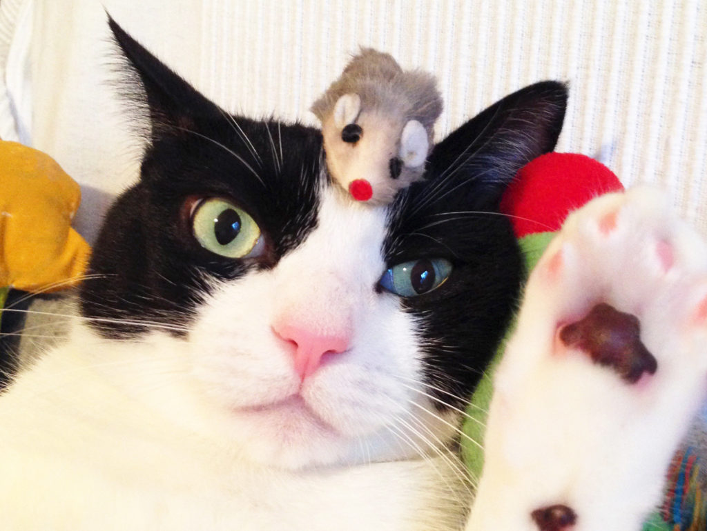 オードリー春日の真似する猫