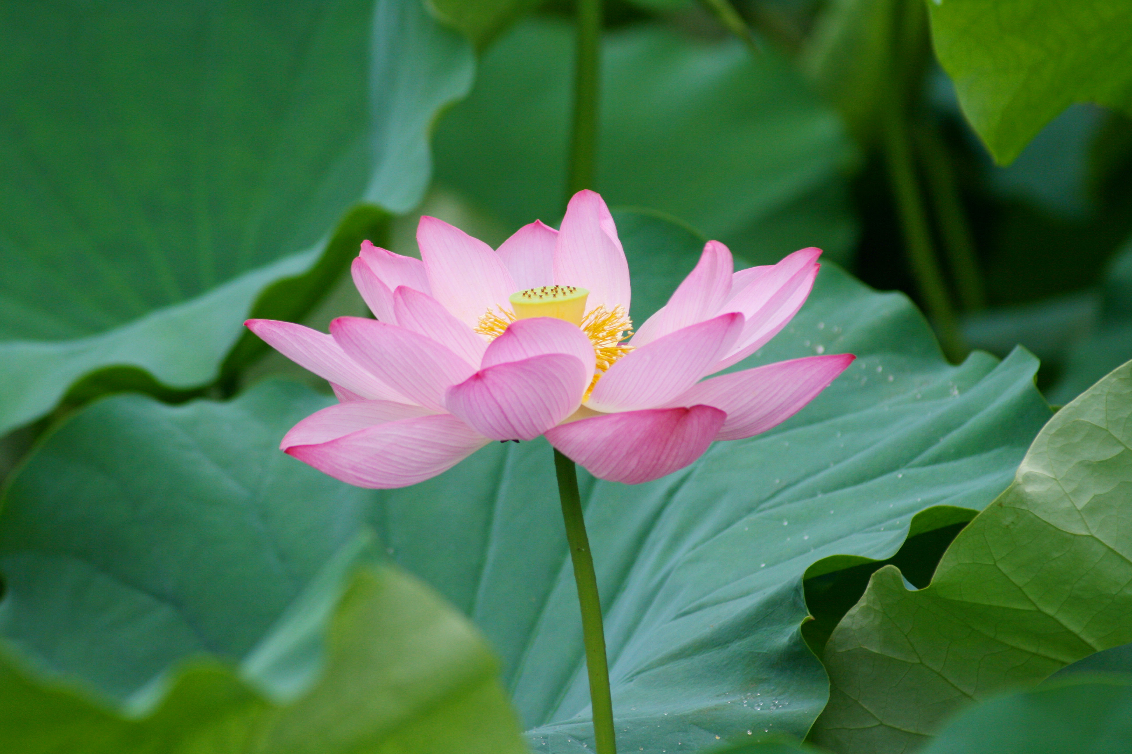 ハスの花