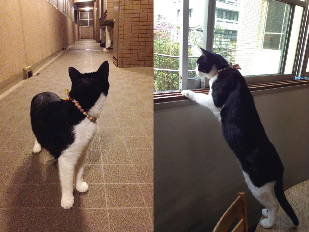 廊下をパトロール(ニャルソック)に励む猫